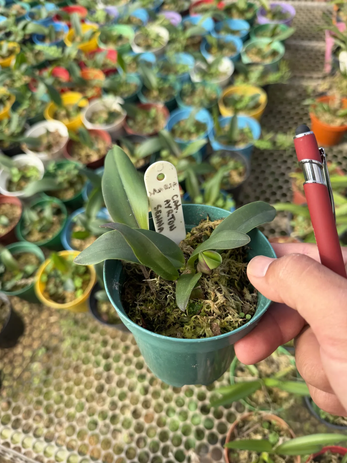 Cattleya Ayrton Senna (pote 10 Cx com 6 vasos)