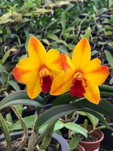 Cattleya Ayrton Senna (pote 10 Cx com 6 vasos)