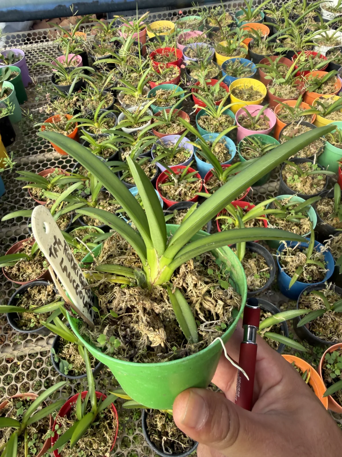 Rodriguezia Lanceolata pote 10 (cx com 6 vasos)