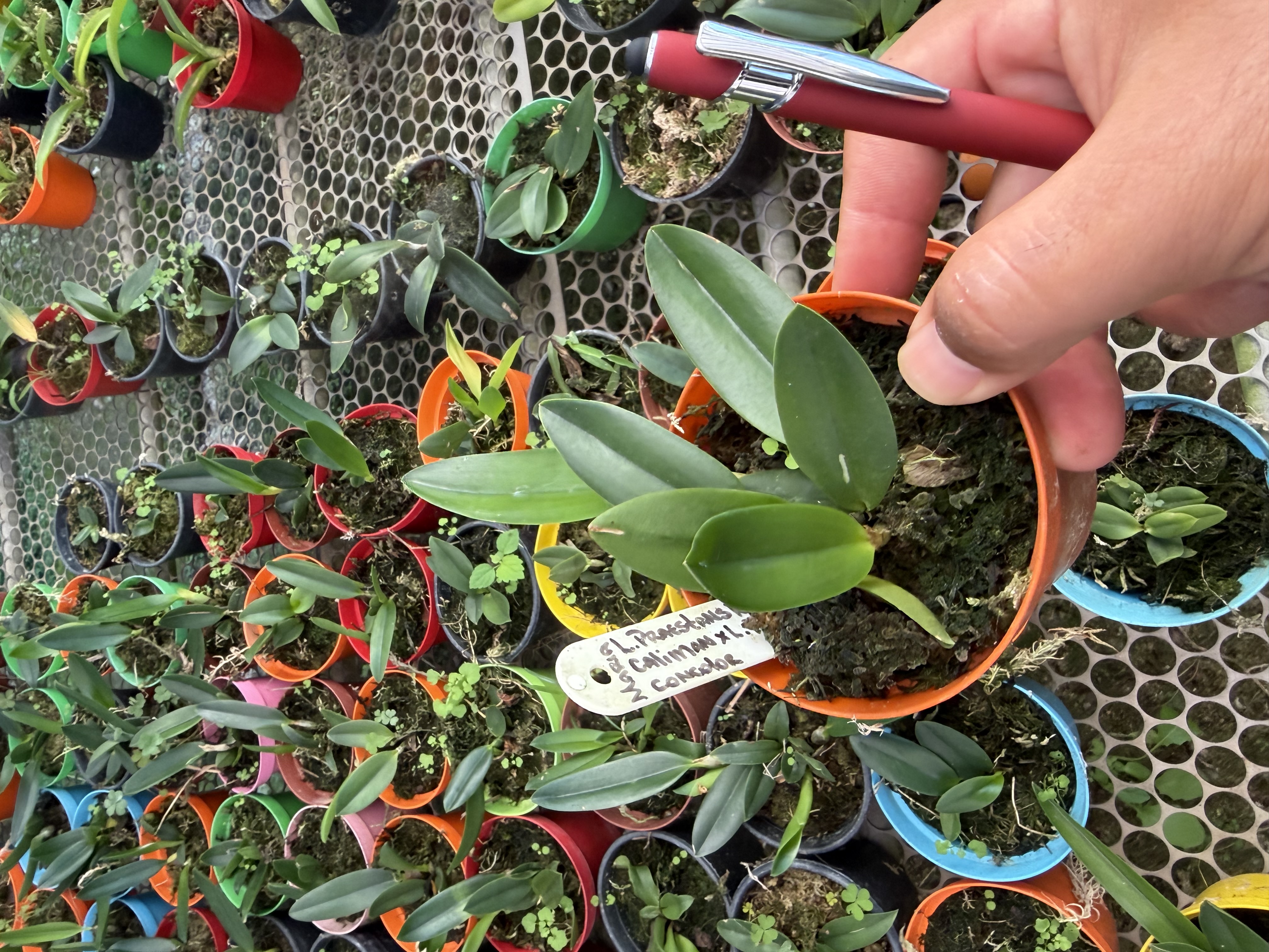 Laelia praenstans rubra caliman Pote 10 (cx com 6 vs)