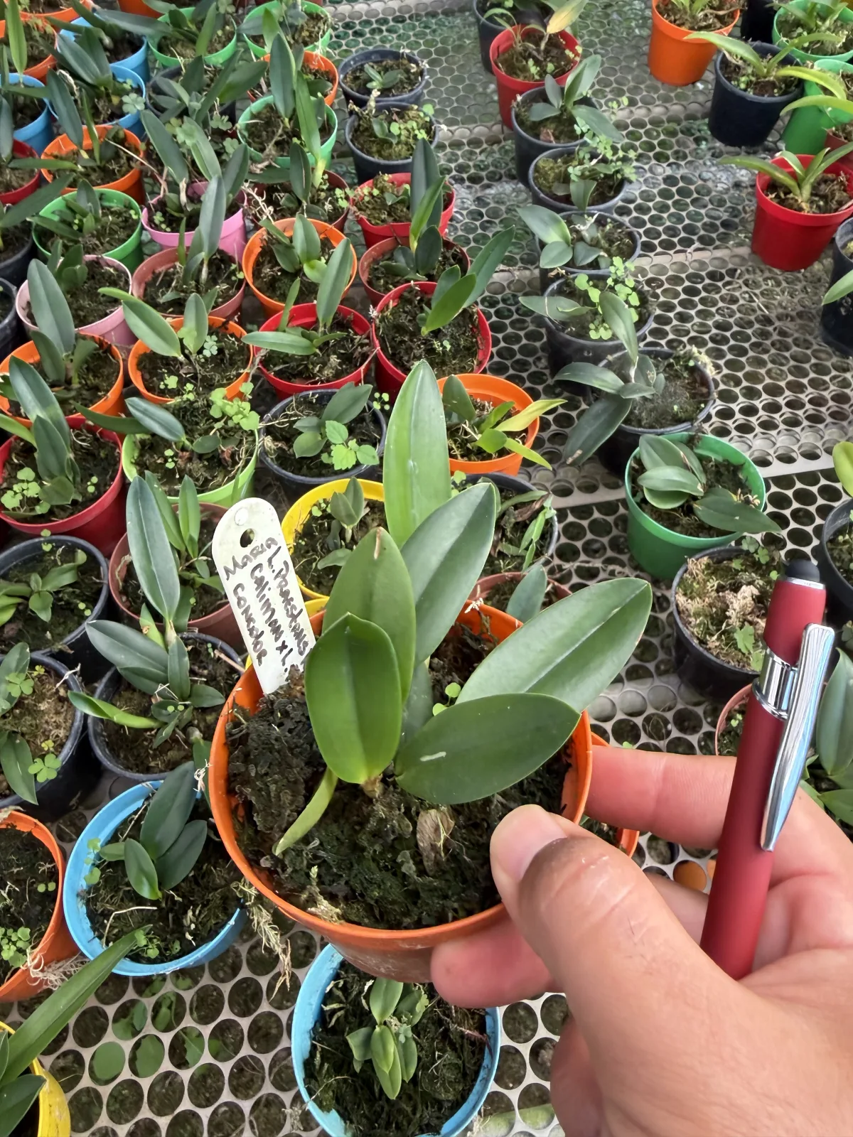 Laelia Praestans Rubra Caliman X Laelia Praestans Concolor (pote 10 cx com 6 vs)