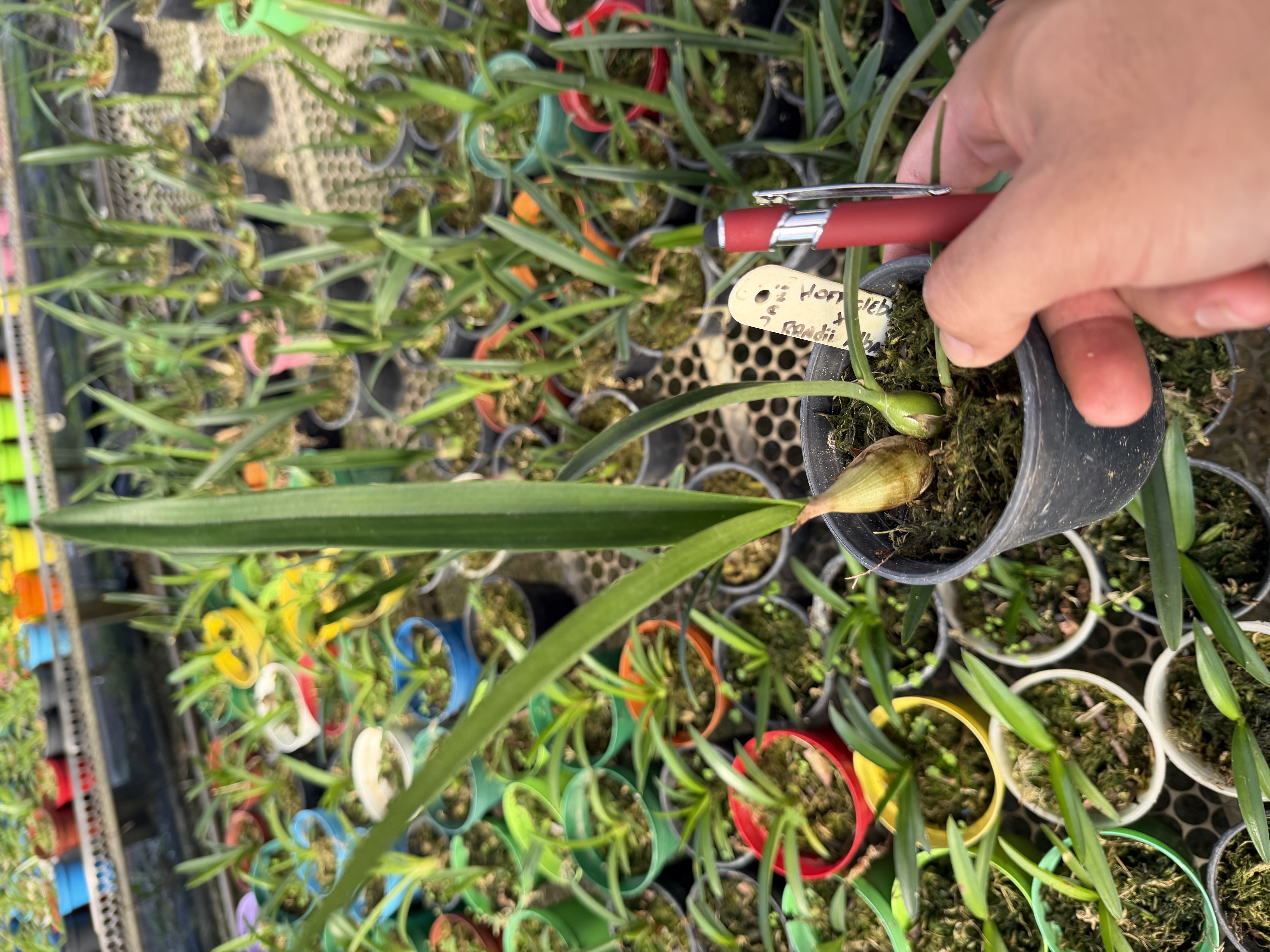 Hoffmannseggella kleberi x Encyclia Randii Alba -Pote 10 (cx com 6 vs)
