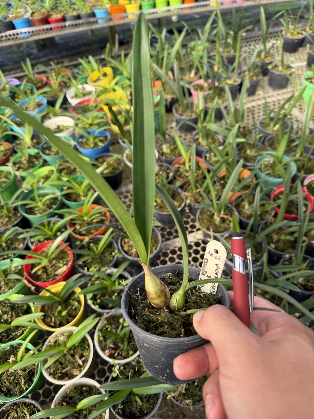 Hoffmannseggella kleberi x Encyclia Randii Alba -Pote 10 (cx com 6 vs)