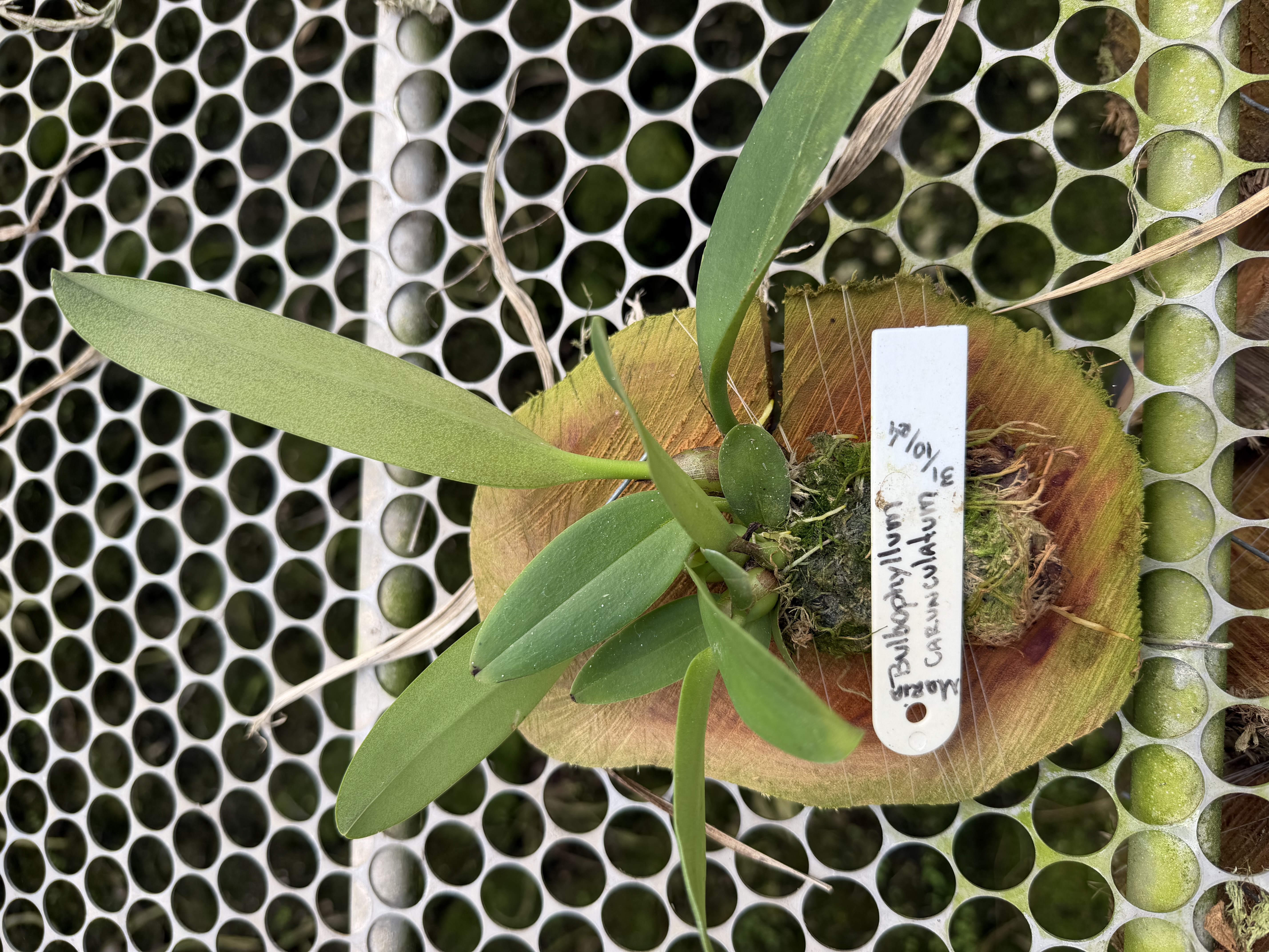 bulbophyllum carunculatum - Madeira (cx com 6vs)