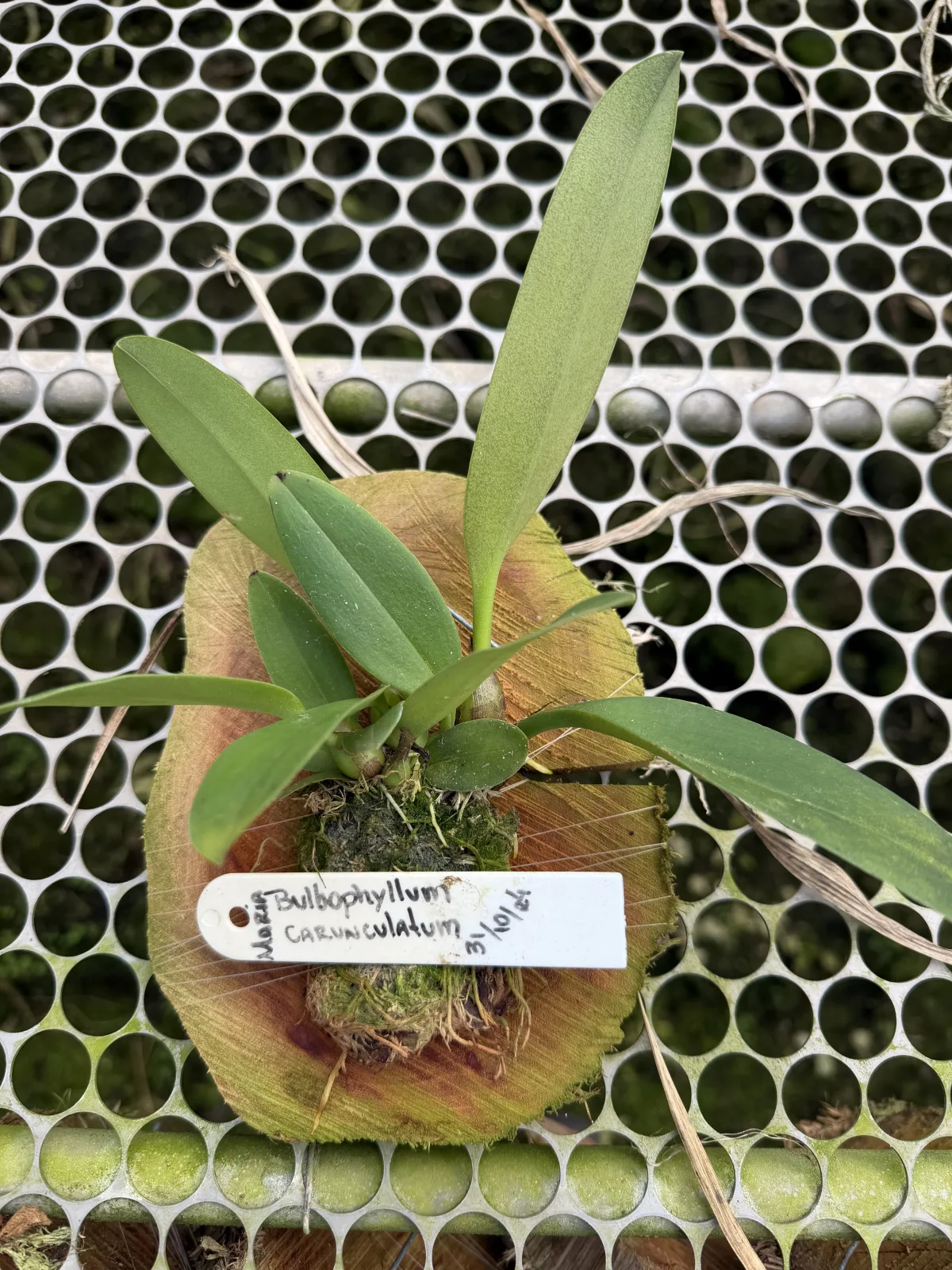 bulbophyllum carunculatum - Madeira (cx com 6vs)
