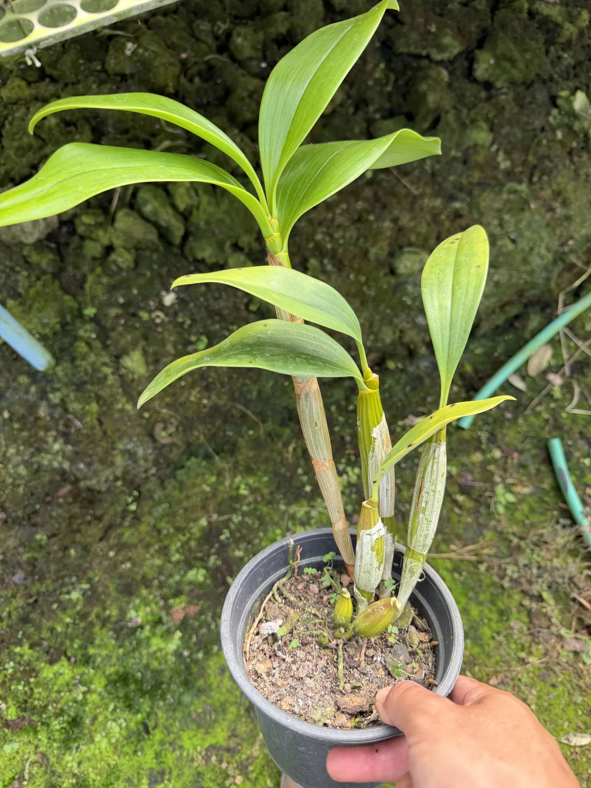 Dendrobium Spectabile Pote 15 (cx com 6 vasos)