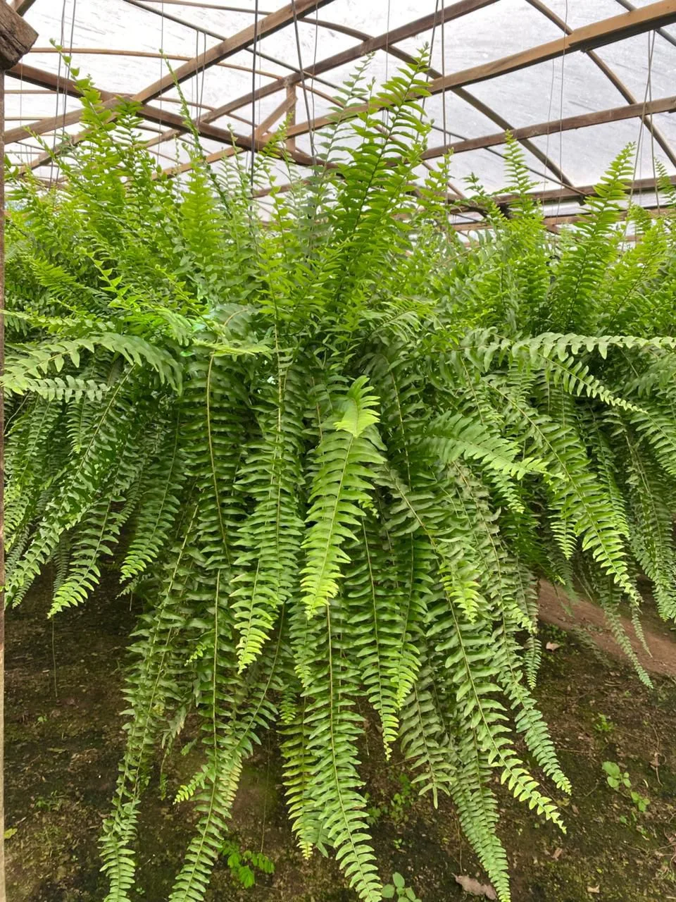 Samambaia Americana Cuia 25 (cuia tamanha 25cm)