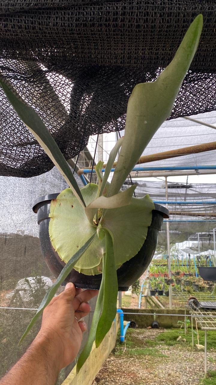 Platycerium Bifurcatum (meia cuia tamanho 28)