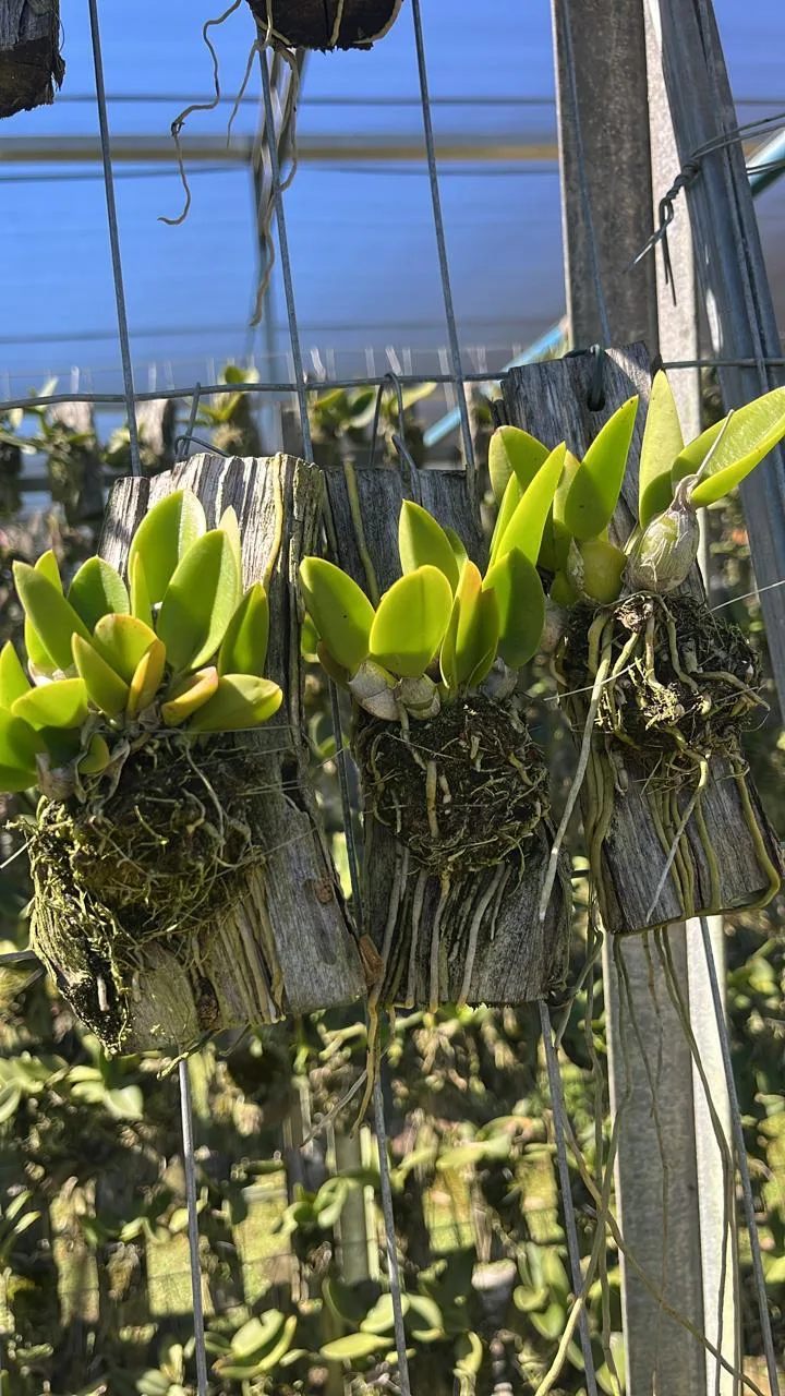 Laelia Sincorana (madeira cx com 6)