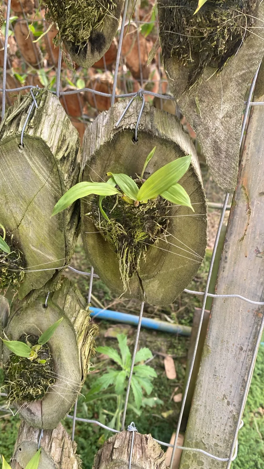 Bifrenaria Stefanae (madeira cx com 6)