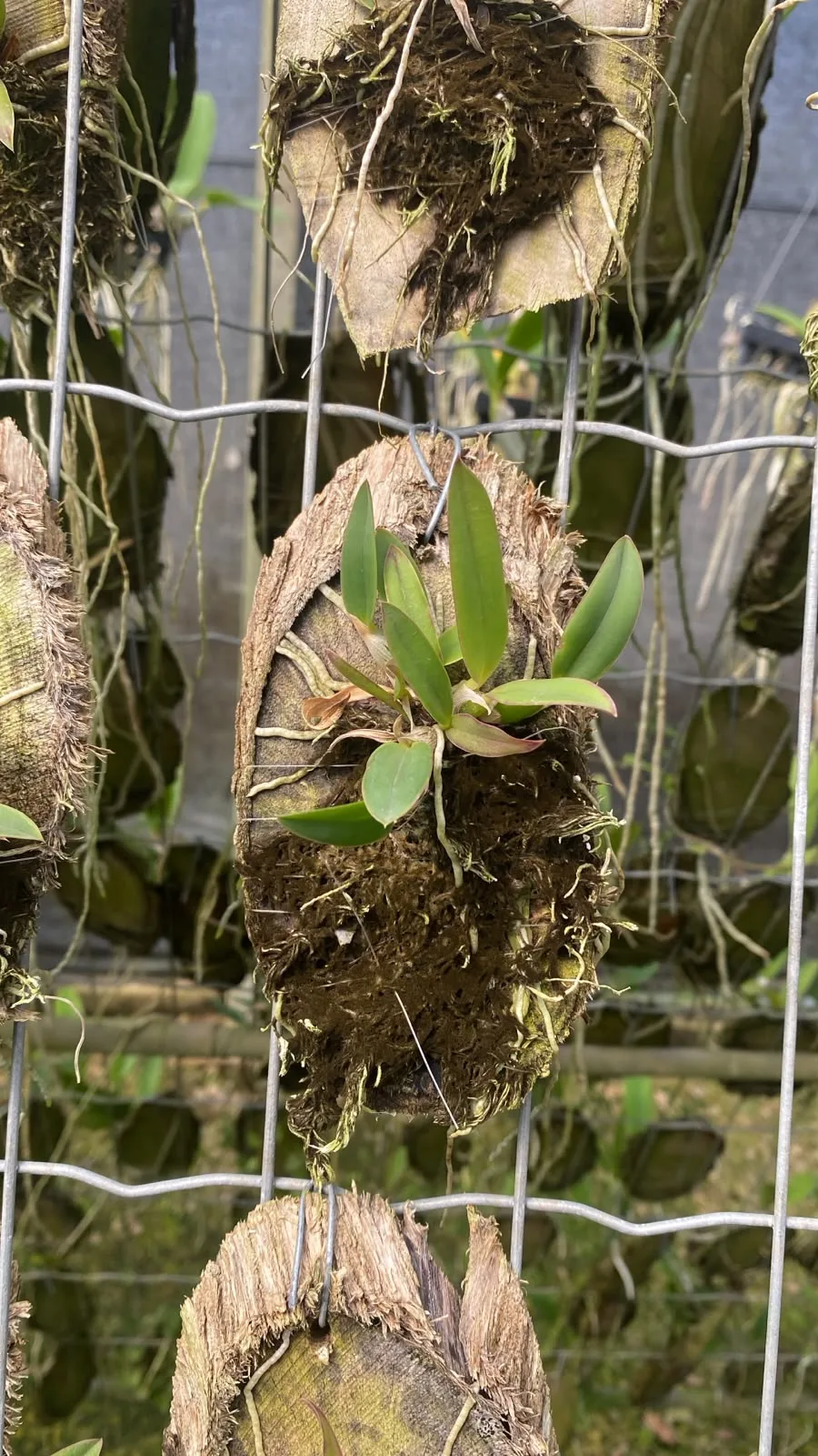 Sophronitis Brevipedunculata X Cattleya Fabiana Lahr (madeira cx com 6)