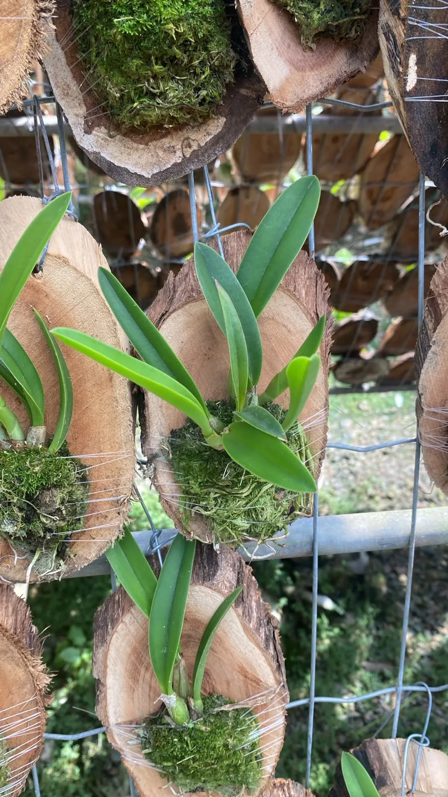 Hoffmannseggella Milleri X Hoffmannseggella Briegeri ( madeira cx com 6)