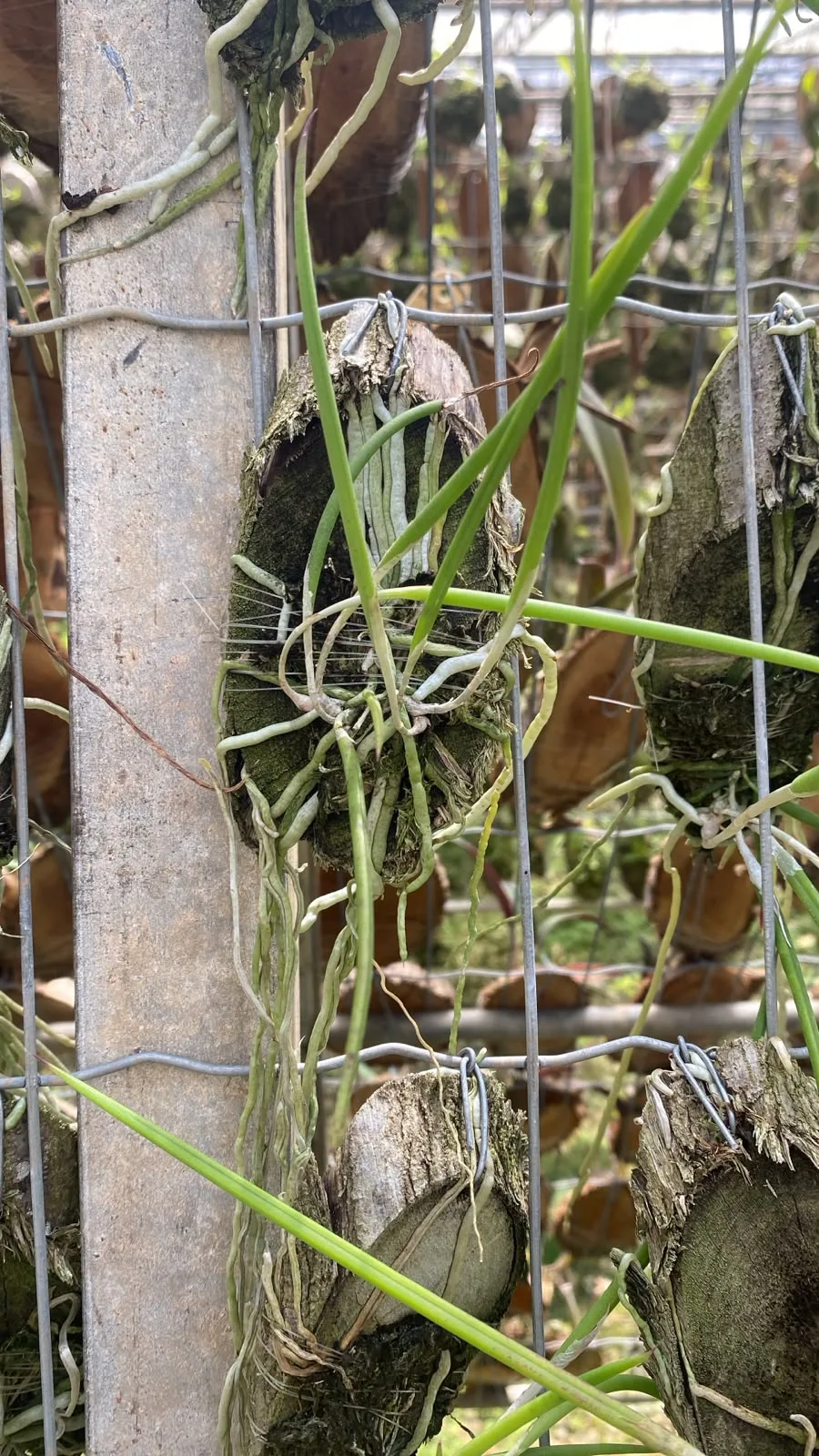 Brassavola Perrinii (madeira cx com 6)