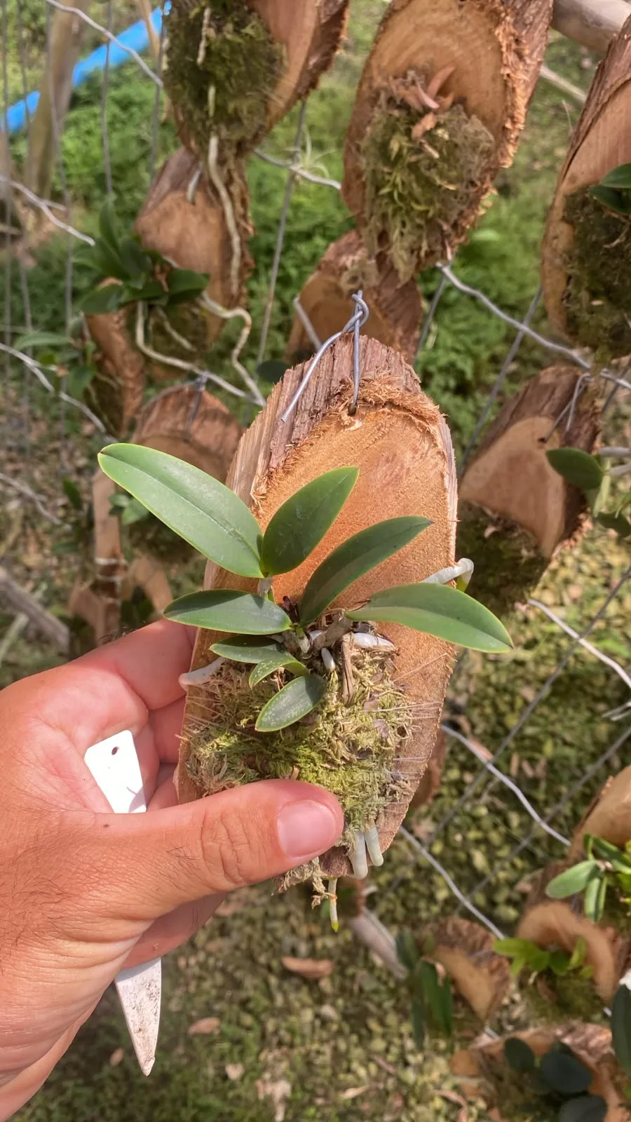 Cattleya Aclandiae Tipo (madeira cx com 6)