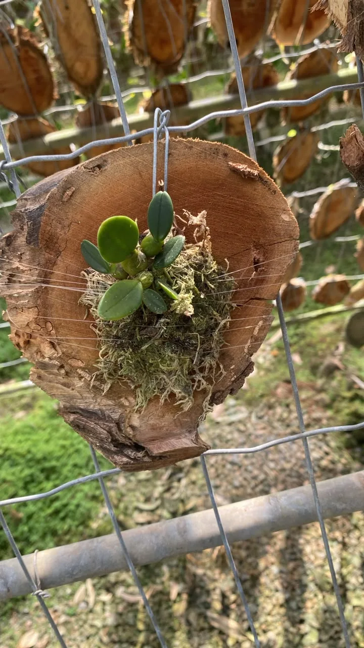 Bulbophyllum Frostii (madeira cx com 6)