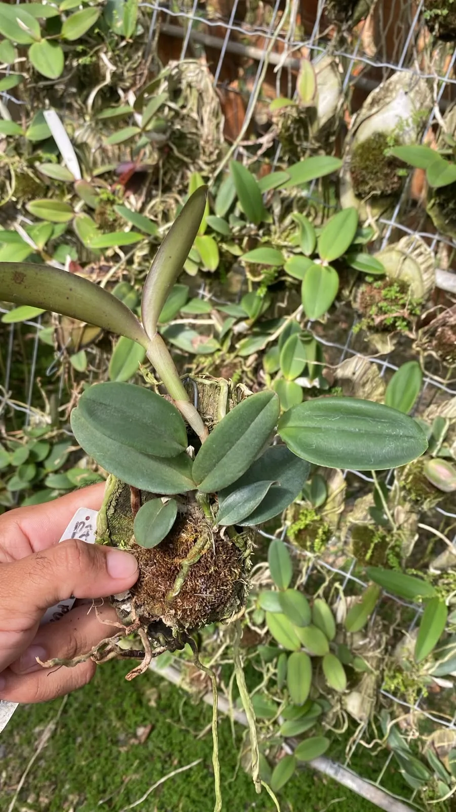 Cattleya Schilleriana Tipo (madeira cx com 6)
