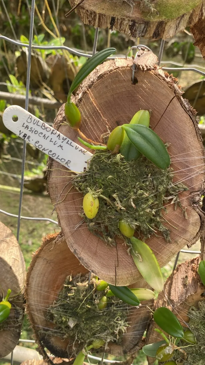 Bulbophyllum Lasiochilum Concolor (madeira cx com 6)