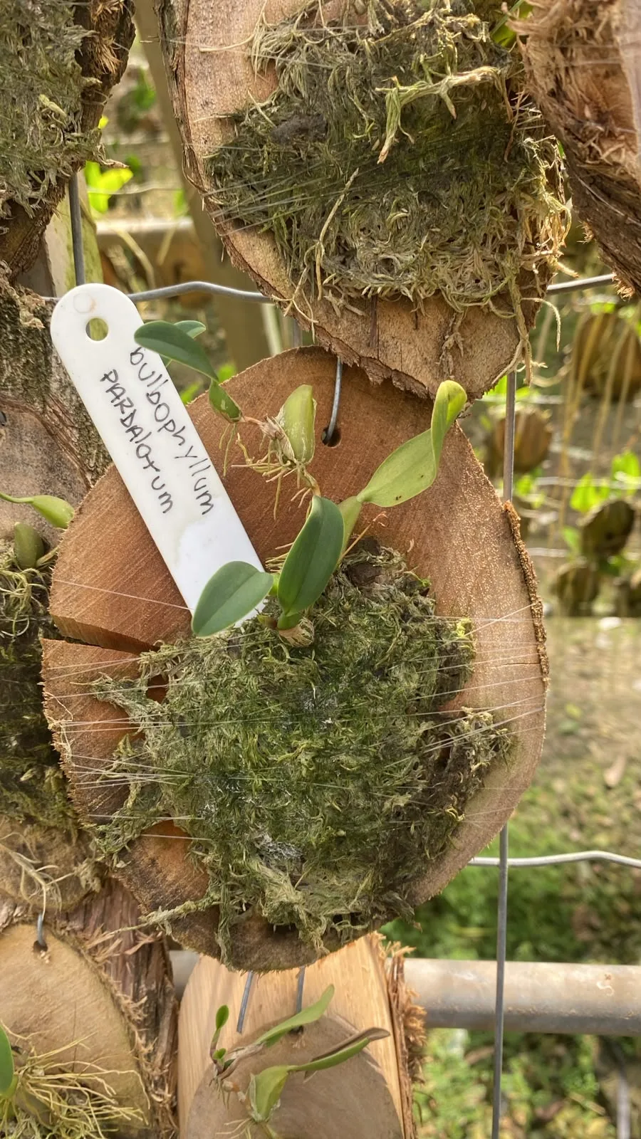 Bulbophyllum Pardalotum (madeira cx com 6)