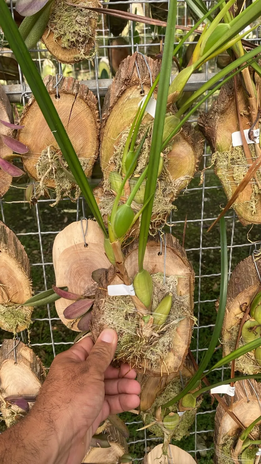Maxillaria Tenuifolia Edna (madeira unidade)