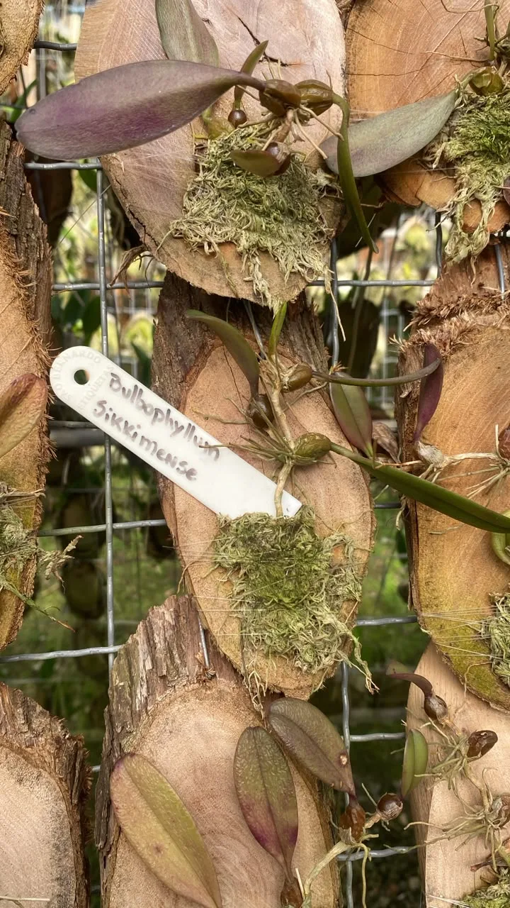 Bulbophyllum Skkimensis (madeira cx om 6)