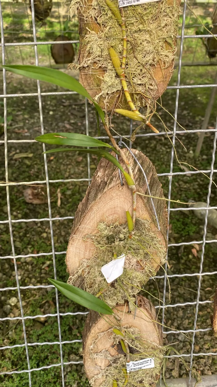 Dendrochilum Aurantiacum (madeira cx com 6)