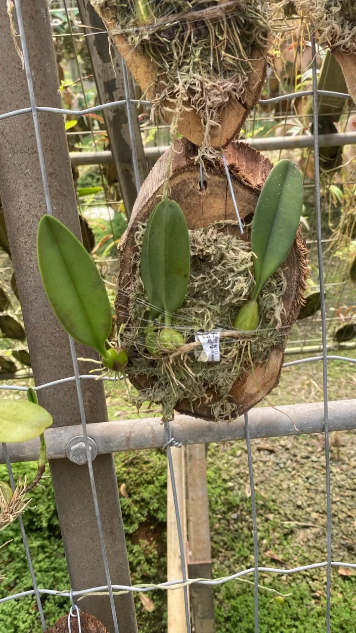 Bulbophyllum Strangularium (madeira cx com 6)