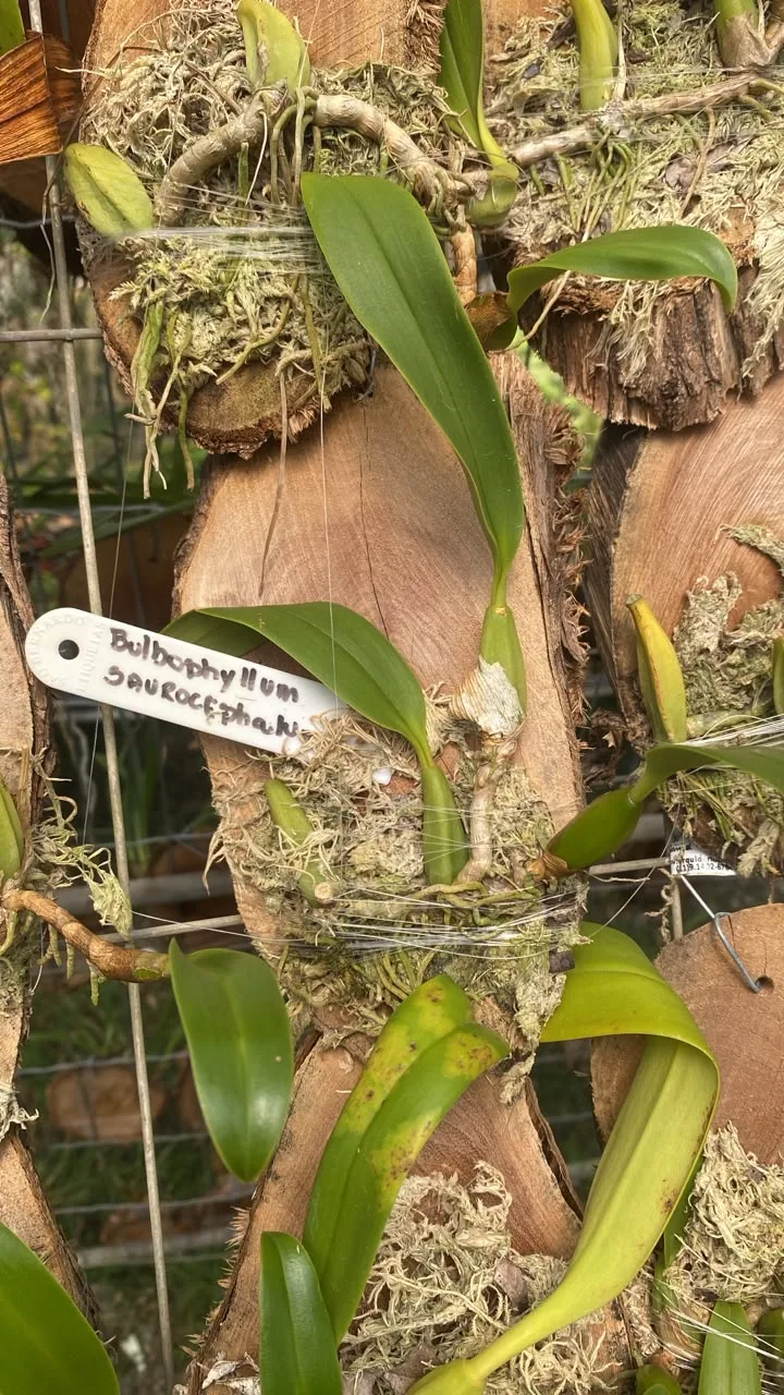 Bulbophyllum Saurocephalum (madeira cx com 6)