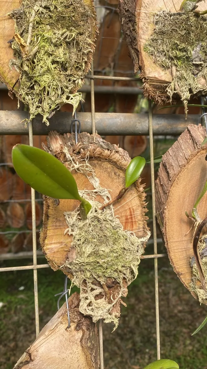 Bulbophyllum Flabellum Veneris (madeira cx com 6)