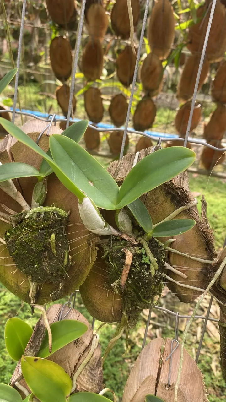 Cattleya Violacea x Cattleya Nobilior (madeira cx com 6)