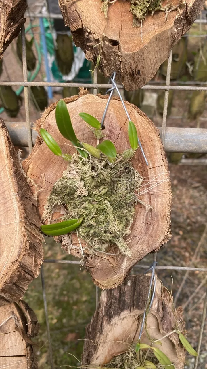 Bulbophyllum Napellii (madeira cx com 6)