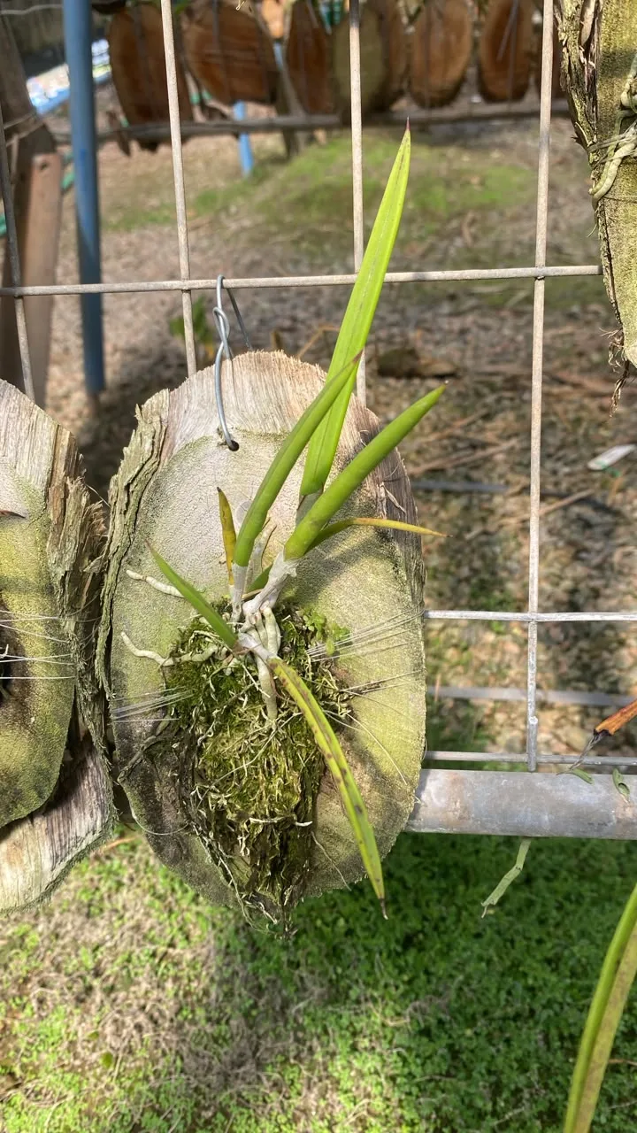 Brassavola Nodosa (madeira cx com 6)