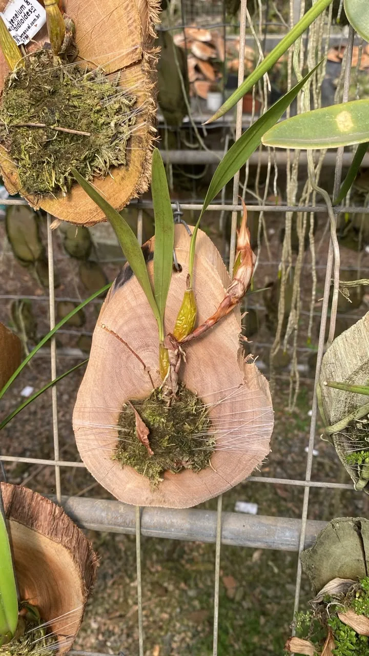 Epigeneium Cymbidioides (madeira cx com 6)