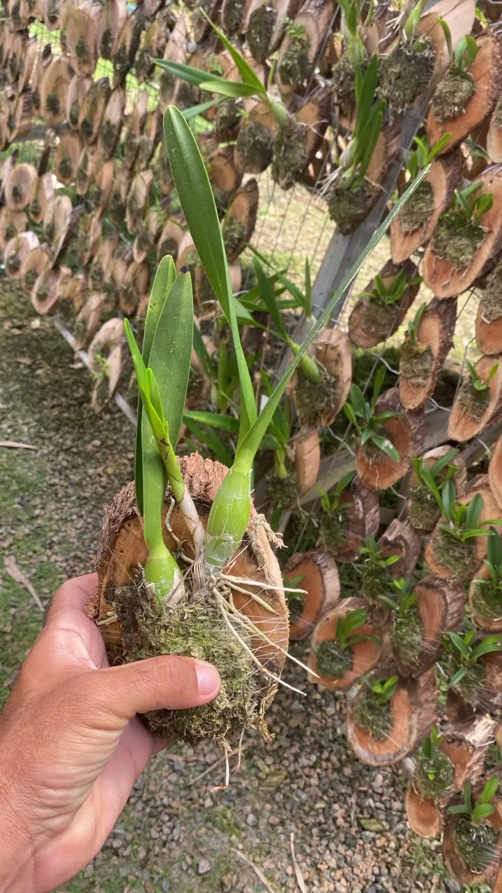 Encyclia Dichroma (cx com 6 vs)
