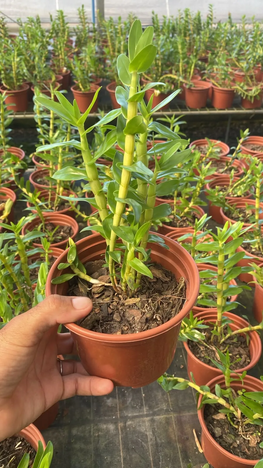 Dendrobium Uniflorum (pote 15 cx com 6)