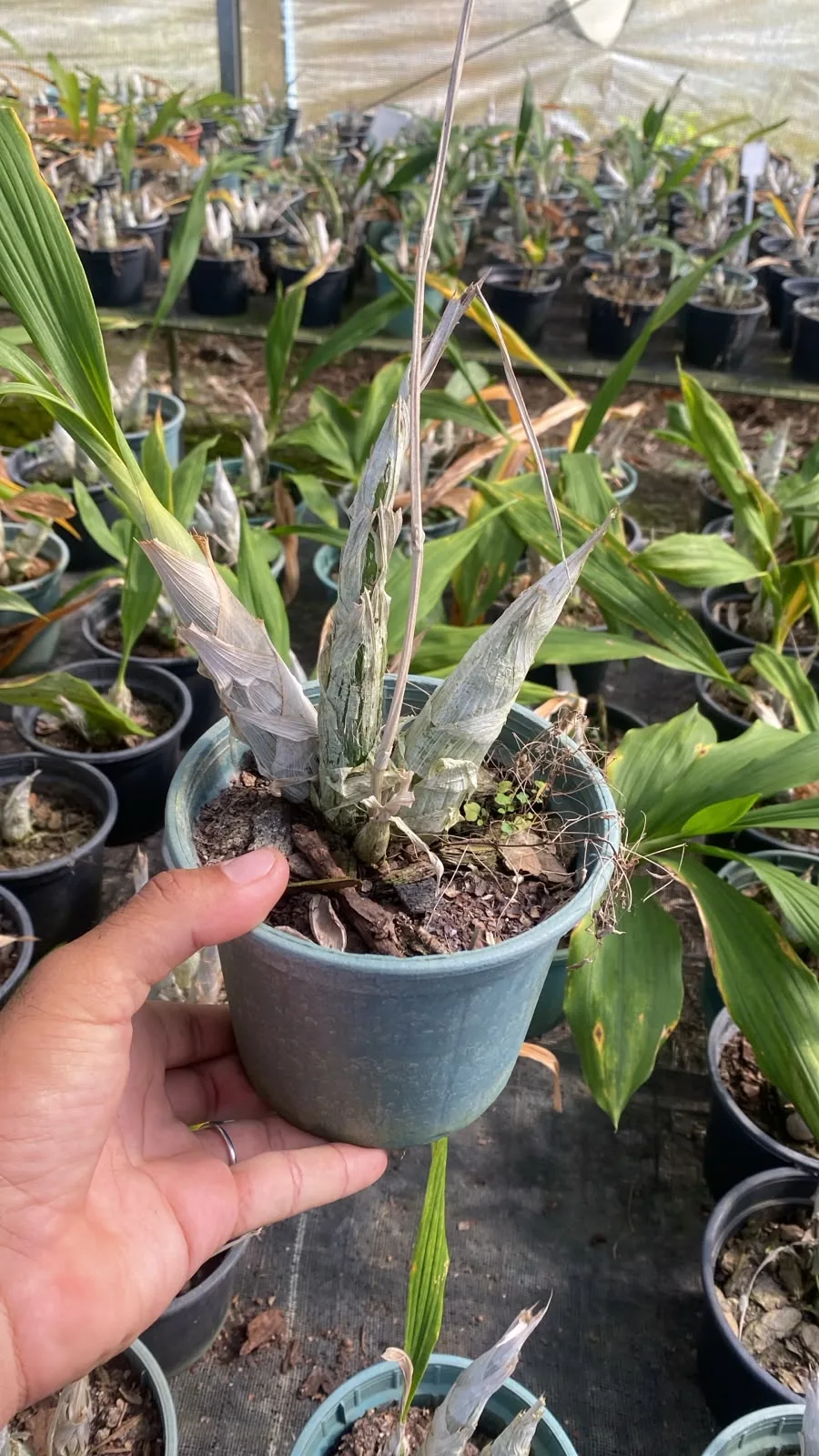 Catassetum Misto (pote 15 cx com 6)