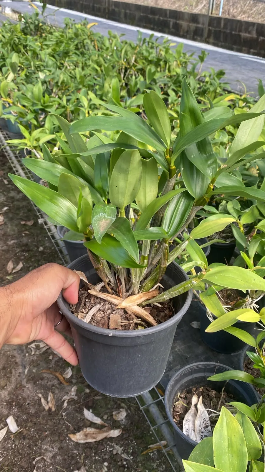 Dendrobium Thyrsiflorum (pote 20 cx com 6)