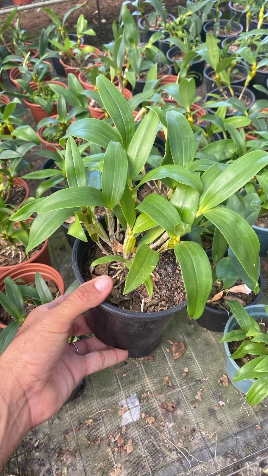 Dendrobium Densiflorum (pote 15 cx com 6 vs)