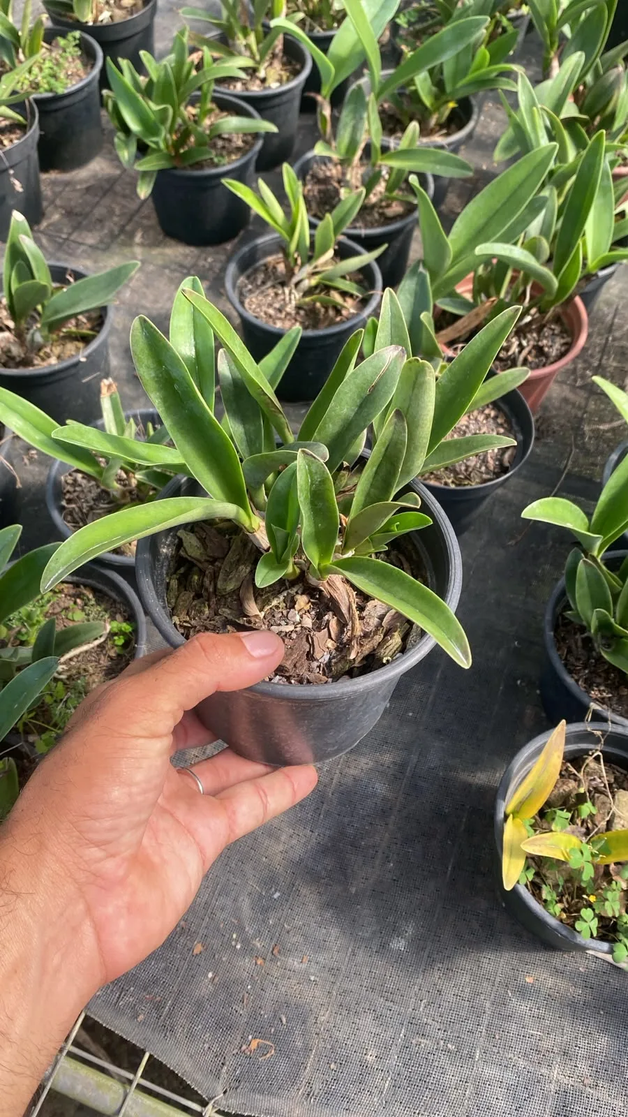Bowrigiana Albencens (pote 15 cx com 6)
