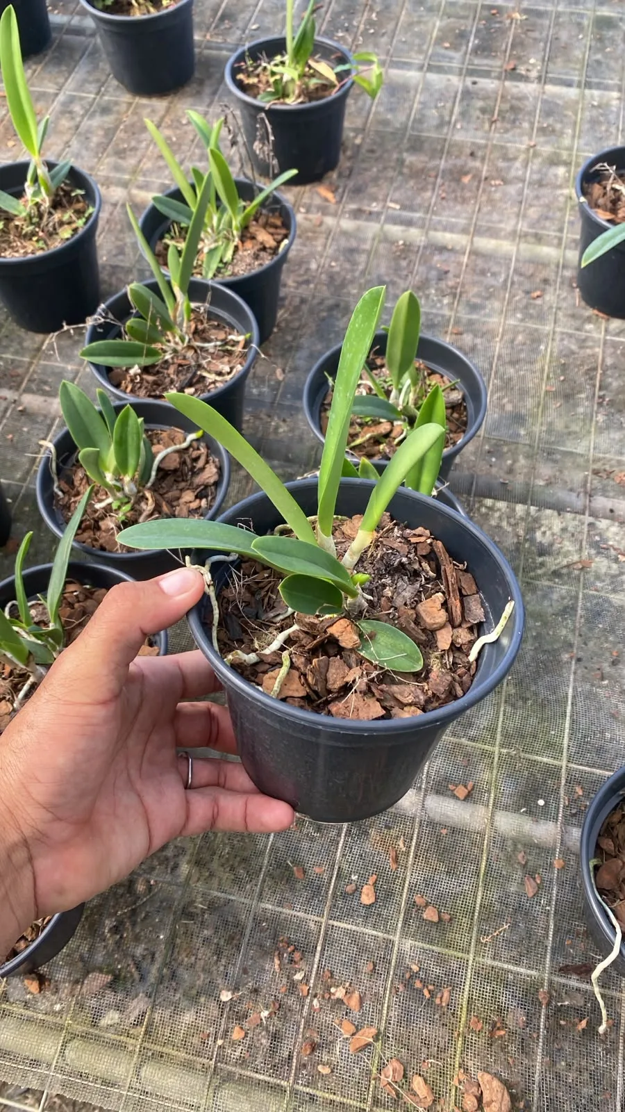 Cattleya Junguiana Alba (pote 15 cx com 6)