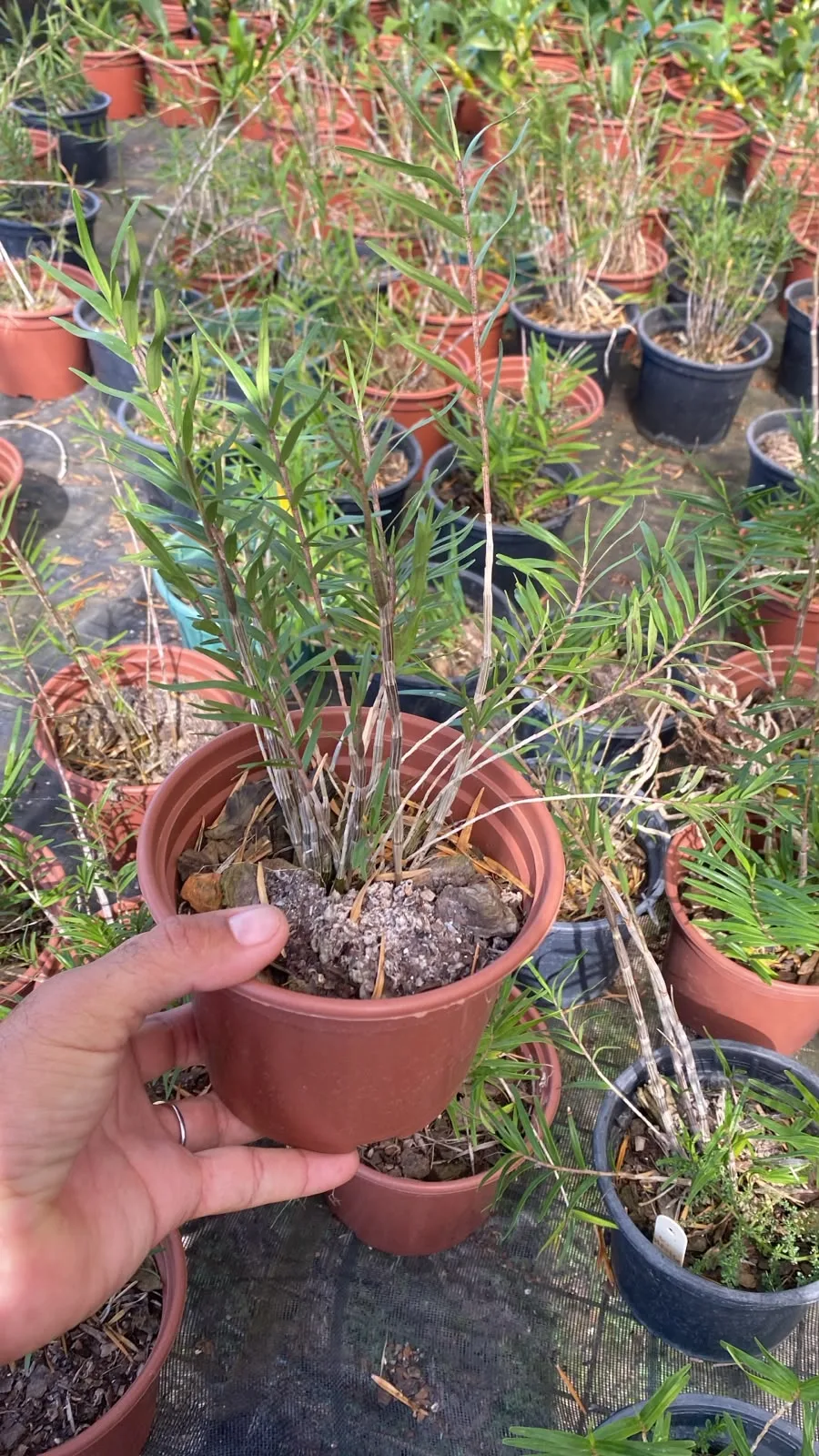 Dendrobium Hancockii (pote 15 cx com 6)