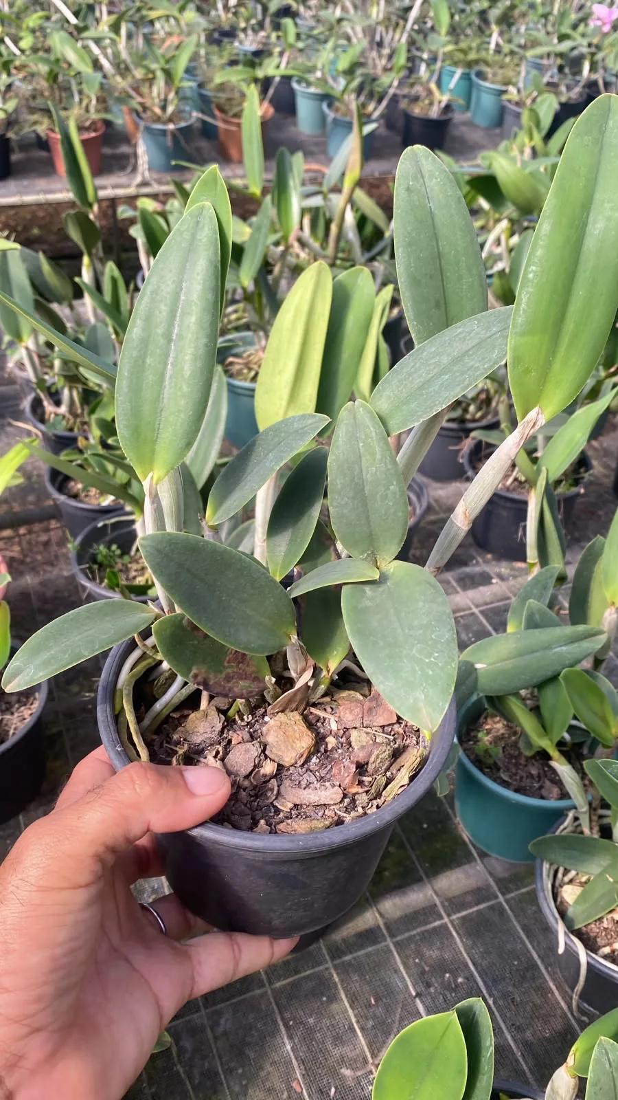 Cattleya Dolosa Kenny Tipo (pote 15 cx com 6)