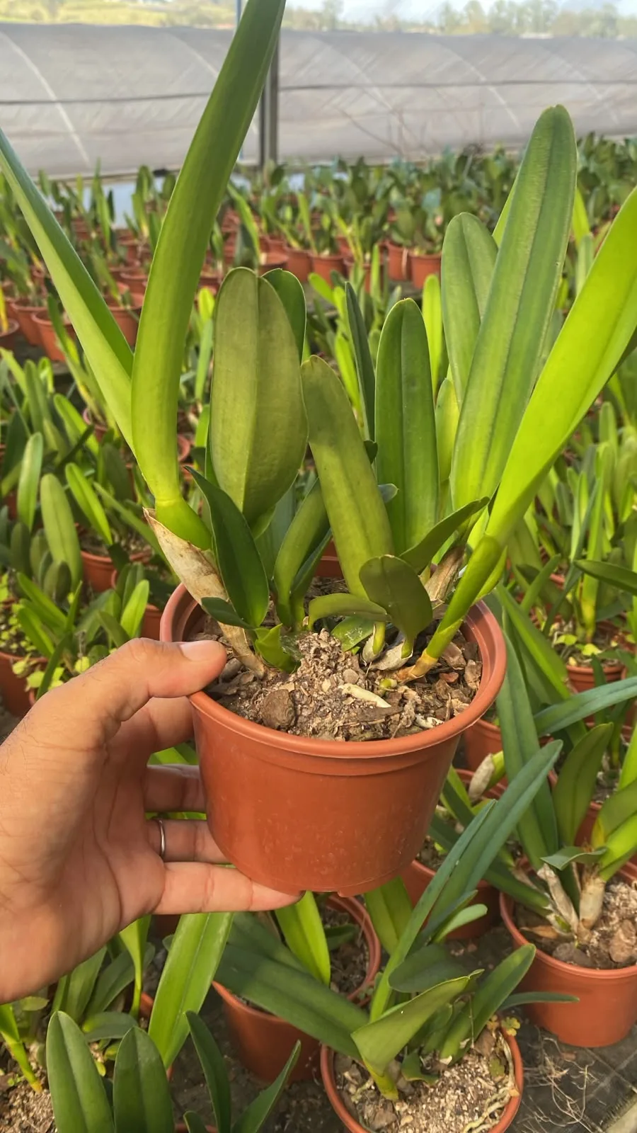 Laelia Purpurata Roxo Bispo (pote 15 cx com 6)