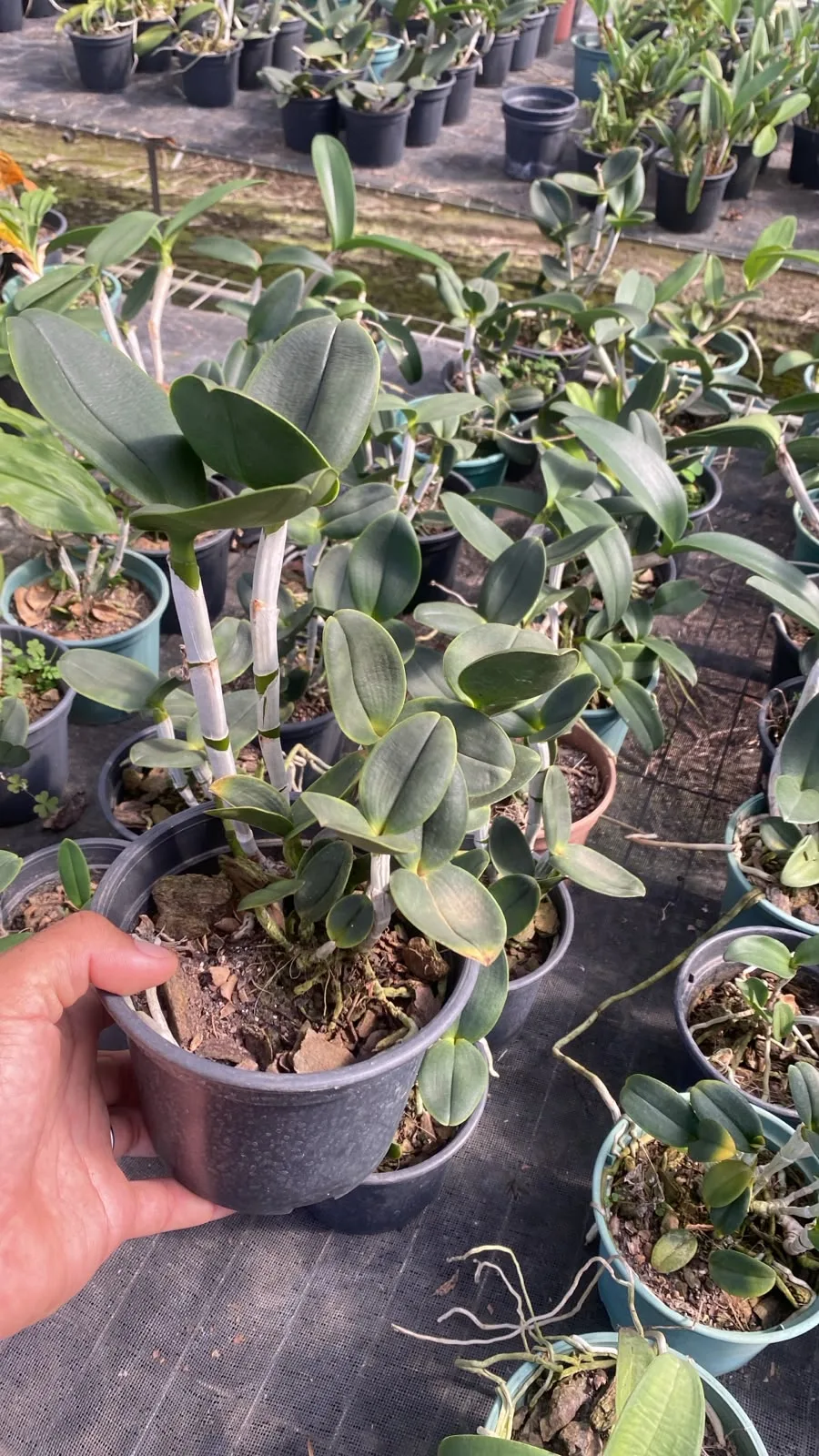 Cattleya Leopoldii Coerulea (pote 15 cx com 6)