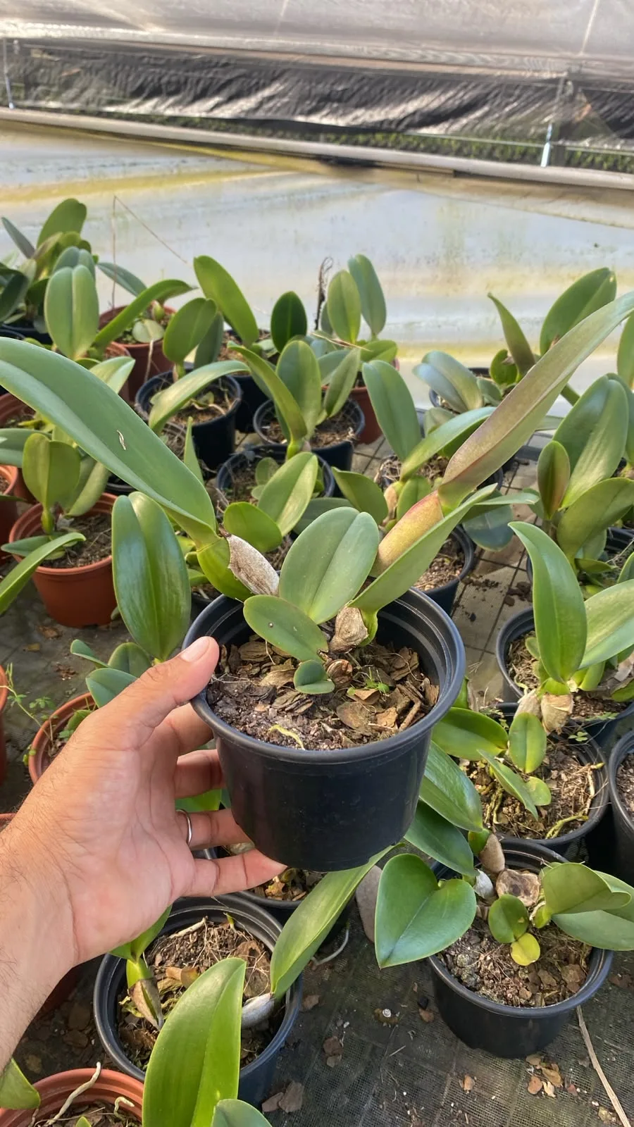Cattleya Chia Lin (pote 15 cx com 6)