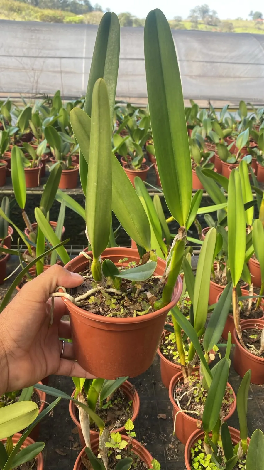 Cattleya Purpurata Carnea (pote 15 cx com 6)