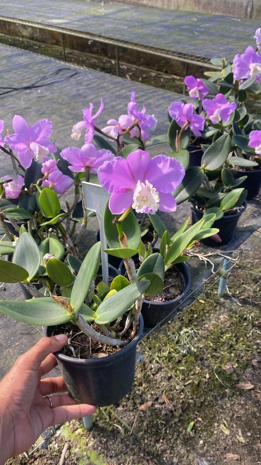 Cattleya Loddigesii Punctata (pote 15 cx com 6)
