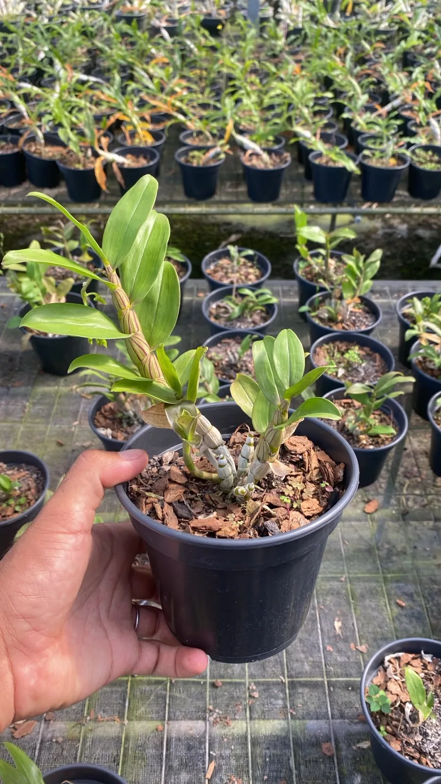 Dendrobium Amethystoglossum (pote 15 cx com 6)