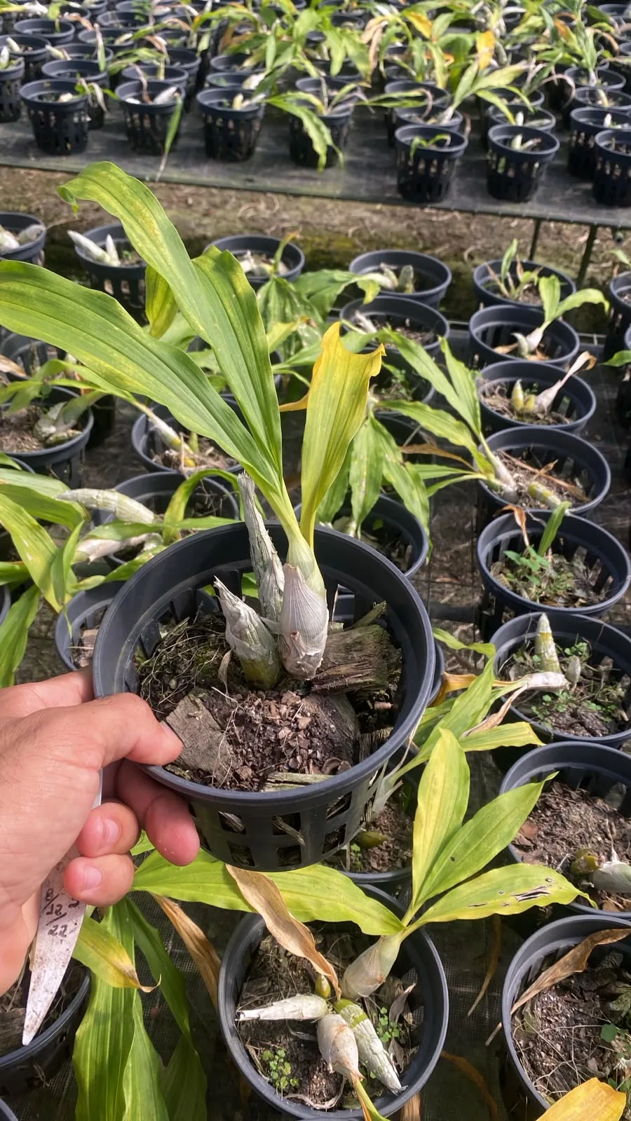 Catasetum Arietinum X Catassetum Arietinum Red