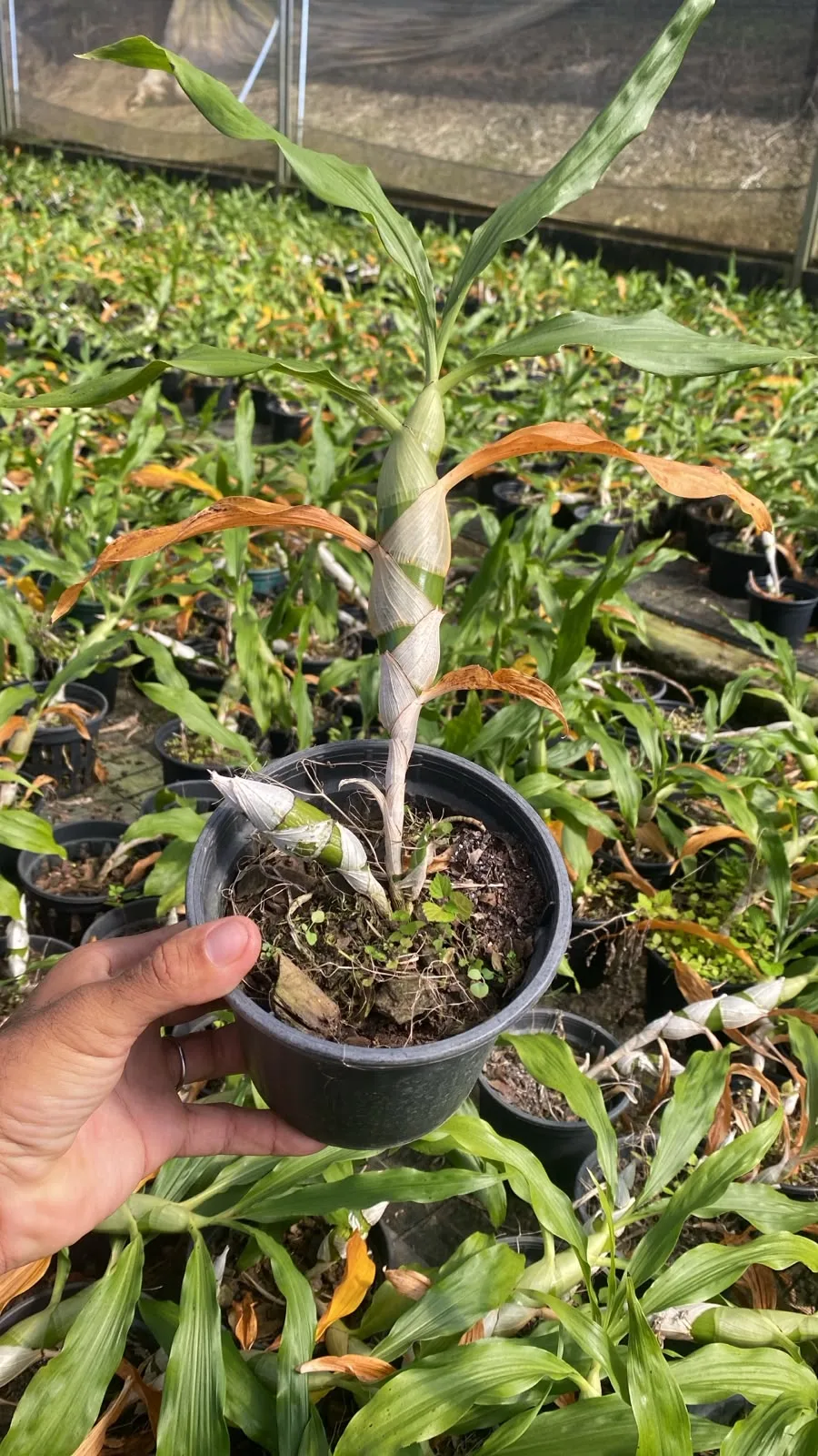 Chysis Bractescens (pote 15 cx com 6)