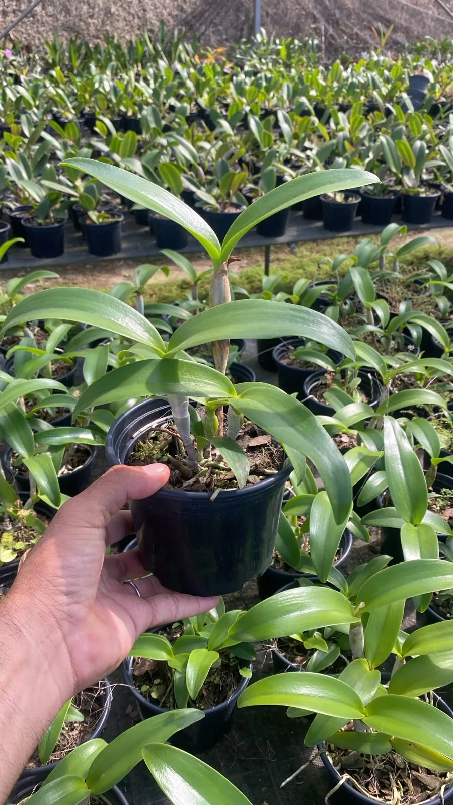 Cattleya Suzuki Red Star x Hoffmannseggella Milleri (pote 15 cx com 6 vs)